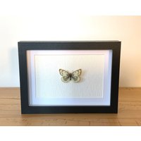 Echter Schmetterling Gerahmt - Colias Phicomone, Der Alpen-Gelbling Grünliche Heufalter Taxidermie Weißlinge Pieridae von ArtMetaMORPHOse