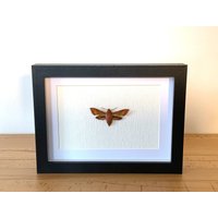 Echter Schmetterling Gerahmt - Deilephila Porcellus, Der Kleine Weinschwärmer Taxidermie Schwärmer Sphingidae von ArtMetaMORPHOse