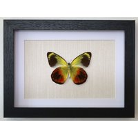 Echter Schmetterling Gerahmt - Delias Canaeus Gerahmte Taxidermie von ArtMetaMORPHOse