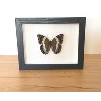 Echter Schmetterling Gerahmt - Euthalia Durga Bassarona Durga "Blauer Herzog" The Blue Duke von ArtMetaMORPHOse