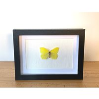 Echter Schmetterling Gerahmt - Gonepteryx Rhamni, Der Zitronenfalter Taxidermie Weißlinge von ArtMetaMORPHOse