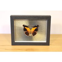 Echter Schmetterling Gerahmt - Historis Odius Im Bilderrahmen Insekt Präparat Echter Schmetterling Gerahmt - Historis Odius Im Bilderrahmen Insekt Präparat von ArtMetaMORPHOse