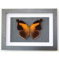 Echter Schmetterling Gerahmt - Historis Odius Sammlerstück von ArtMetaMORPHOse