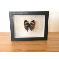 Echter Schmetterling Gerahmt - Kallima Inachus Formosana von ArtMetaMORPHOse