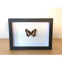 Echter Schmetterling Gerahmt -Limenitis Camilla, Der Kleine Eisvogel Taxidermie Edelfalter Nymphalidae Echter Schmetterling Gerahmt -Limenitis Camilla, Der Kleine Eisvogel Taxidermie Edelfalter Nymphalidae von ArtMetaMORPHOse