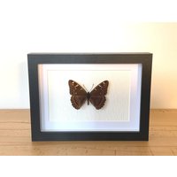 Echter Schmetterling Gerahmt - Limenitis Populi, Der Große Eisvogel Taxidermie Edelfalter Echter Schmetterling Gerahmt - Limenitis Populi, Der Große Eisvogel Taxidermie Edelfalter von ArtMetaMORPHOse