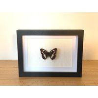 Echter Schmetterling Gerahmt - Limenitis Reducta, Der Blauschwarzer Eisvogel Taxidermie Edelfalter Nymphalidae Echter Schmetterling Gerahmt - Limenitis Reducta, Der Blauschwarzer Eisvogel Taxidermie Edelfalter Nymphalidae von ArtMetaMORPHOse