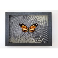 Echter Schmetterling Gerahmt - Mechanitis Lysimnia Lysimnia Tigerwing "Der Verwirrte Tigerflügel" von ArtMetaMORPHOse