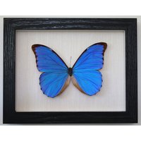 Echter Schmetterling Gerahmt - Morpho Anaxibia Männlich Brasilien von ArtMetaMORPHOse