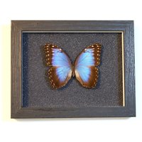 Echter Schmetterling Gerahmt - Morpho Helenor Ssp. Peleides Himmelsfalter von ArtMetaMORPHOse