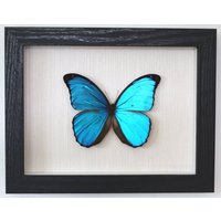 Echter Schmetterling Gerahmt - Morpho Menelaus Der Blaue Menelaos-Morpho Präparat Entomologie Taxidermie Schaukasten Echter Schmetterling Gerahmt - Morpho Menelaus Der Blaue Menelaos-Morpho Präparat Entomologie Taxidermie Schaukasten von ArtMetaMORPHOse