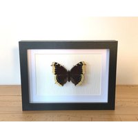 Echter Schmetterling Gerahmt - Nymphalis Antiopa, Der Trauermantel Taxidermie Edelfalter von ArtMetaMORPHOse