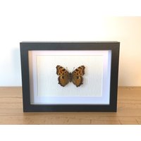 Echter Schmetterling Gerahmt - Nymphalis Polychloros, Der Große Fuchs Taxidermie Edelfalter , Des Jahres 2018 von ArtMetaMORPHOse