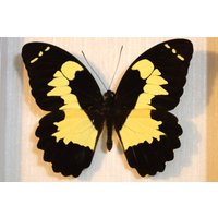 Echter Schmetterling Gerahmt - Papilio Euchenor von ArtMetaMORPHOse
