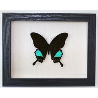Echter Schmetterling Gerahmt - Papilio Paris Pariser Pfau von ArtMetaMORPHOse