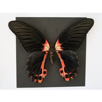 Echter Schmetterling Gerahmt - Papilio Rumanzovia "Scharlachroter Mormone" von ArtMetaMORPHOse