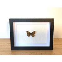 Echter Schmetterling Gerahmt -Pararge Aegeria, Das Waldbrettspiel Taxidermie Edelfalter Nymphalidae von ArtMetaMORPHOse