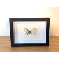 Echter Schmetterling Gerahmt - Parnassius Mnemosyne, Der Schwarze Apollo Taxidermie Ritterfalter von ArtMetaMORPHOse