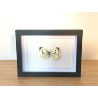 Echter Schmetterling Gerahmt - Pieris Brassicae, Der Große Kohlweißling Taxidermie Weißlinge Pieridae von ArtMetaMORPHOse