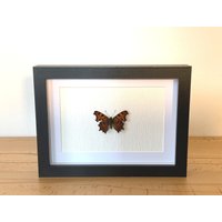 Echter Schmetterling Gerahmt - Polygonia C-Album, Der C-Falter Taxidermie Edelfalter Nymphalidae Nymphalis C-Album von ArtMetaMORPHOse