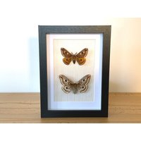 Echter Schmetterling Gerahmt - Saturnia Pavonia, Das Kleine Nachtpfauenauge Taxidermie Saturniidae Des Jahres 2012 Echter Schmetterling Gerahmt - Saturnia Pavonia, Das Kleine Nachtpfauenauge Taxidermie Saturniidae Des Jahres 2012 von ArtMetaMORPHOse