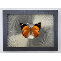 Echter Schmetterling Gerahmt - Smyrna Blomfildia Die Schönheit Der Blomfilds von ArtMetaMORPHOse