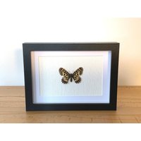 Echter Schmetterling Gerahmt - Zerynthia Polyxena, Der Osterluzeifalter Taxidermie Ritterfalter von ArtMetaMORPHOse