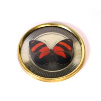 Echter Schmetterling Gerahmt in Vintage Bilderrahmen - Callcore Cynosura von ArtMetaMORPHOse