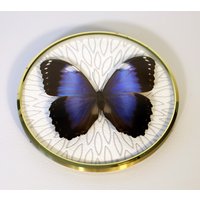 Echter Schmetterling Gerahmt in Vintage Bilderrahmen - Morpho Helenor Ssp. Violaceus von ArtMetaMORPHOse