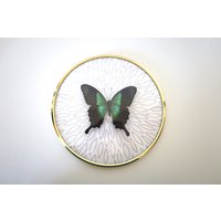Echter Schmetterling Gerahmt in Vintage Bilderrahmen - Papilio Peranthus von ArtMetaMORPHOse