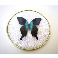 Echter Schmetterling Gerahmt in Vintage Bilderrahmen - Papilio Peranthus von ArtMetaMORPHOse