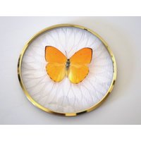 Echter Schmetterling Gerahmt in Vintage Bilderrahmen - Phoebis Argante Aprikosenschwefel Oder Argante-Riesenschwefel von ArtMetaMORPHOse