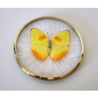 Echter Schmetterling Gerahmt in Vintage Bilderrahmen - Phoebis Philea Orange-Gebänderter Schwefelfalter von ArtMetaMORPHOse