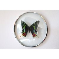 Echter Schmetterling Gerahmt in Vintage Bilderrahmen - Urania Ripheus Chrysiridia Rhipheus Sunset Moth Regenbogenfalter von ArtMetaMORPHOse