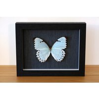 Echter Schmetterling - Morpho Catenarius Männchen Im Bilderrahmen Insekt Präparat von ArtMetaMORPHOse