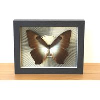 Echter Schmetterling - Morpho Cisseis Gahua Im Bilderrahmen Insekt Präparat von ArtMetaMORPHOse