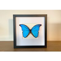 Echter Schmetterling - Morpho Didius Xxl Männchen Im Bilderrahmen Insekt Präparat von ArtMetaMORPHOse