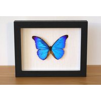 Echter Schmetterling - Morpho Rhetenor Ssp. Männchen Im Bilderrahmen Insekt Präparat von ArtMetaMORPHOse