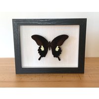 Echter Schmetterling - Papilio Nephelus Rahmen Taxidermie Geschenk Natur Deko Entomologie Kuriosität Echter Schmetterling - Papilio Nephelus Rahmen Taxidermie Geschenk Natur Deko Entomologie Kuriosität von ArtMetaMORPHOse