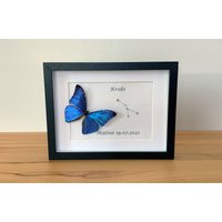 sternzeichen Krebs Mit Echtem Schmetterling Gerahmt - Morpho Marcus Ssp von ArtMetaMORPHOse