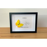 sternzeichen Schütze Mit Echtem Schmetterling Gerahmt - Phoebis Philea Orange-Gebänderter Schwefelfalter von ArtMetaMORPHOse