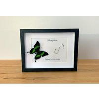 sternzeichen Skorpion Mit Echtem Schmetterling Gerahmt - Papilio Daedalus Ssp von ArtMetaMORPHOse