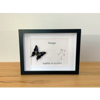 sternzeichen Waage Mit Echtem Schmetterling Gerahmt - Graphium Weiskei von ArtMetaMORPHOse