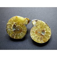 Ammonit Paar Fossil Schnecke Dekostücke Mediation Bastel Makramee Hippie Goa Boho Ethno Nature Heilstein Ammonit Paar Fossil Schnecke Dekostücke Mediation Bastel Makramee Hippie Goa Boho Ethno Nature Heilstein von ArtOfNatureBerlin