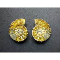 Ammonit Paar Fossil Schnecke Dekostücke Mediation Bastel Makramee Hippie Goa Boho Ethno Nature Heilstein Ammonit Paar Fossil Schnecke Dekostücke Mediation Bastel Makramee Hippie Goa Boho Ethno Nature Heilstein von ArtOfNatureBerlin