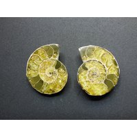 Ammonit Paar Fossil Schnecke Dekostücke Mediation Bastel Makramee Hippie Goa Boho Ethno Nature Heilstein Ammonit Paar Fossil Schnecke Dekostücke Mediation Bastel Makramee Hippie Goa Boho Ethno Nature Heilstein von ArtOfNatureBerlin