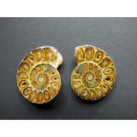 Ammonit Paar Fossil Schnecke Dekostücke Mediation Bastel Makramee Hippie Goa Boho Ethno Nature Heilstein Ammonit Paar Fossil Schnecke Dekostücke Mediation Bastel Makramee Hippie Goa Boho Ethno Nature Heilstein von ArtOfNatureBerlin