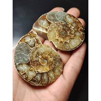 Ammonit Paar Fossil Schnecke Dekostücke Mediation Bastel Makramee Hippie Goa Boho Ethno Nature Heilstein Ammonit Paar Fossil Schnecke Dekostücke Mediation Bastel Makramee Hippie Goa Boho Ethno Nature Heilstein von ArtOfNatureBerlin