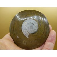 Ammonit & Orthoceras Fossil ~ Deko Platte Scheibe Stufe Schnecke Großes Dekostück ~Hippie ~Goa ~Boho ~Ethno ~Nature ~Heilstein Heim Stein Ammonit & Orthoceras Fossil ~ Deko Platte Scheibe Stufe Schnecke Großes Dekostück ~Hippie ~Goa ~Boho ~Ethno ~Nature ~Heilstein Heim Stein von ArtOfNatureBerlin