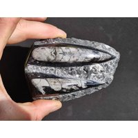 Orthoceras Fossil ~ Deko Platte Stufe Schnecke Großes Dekostück ~Hippie ~Goa ~Boho ~Ethno ~Nature ~Heilstein Heim Stein Orthoceras Fossil ~ Deko Platte Stufe Schnecke Großes Dekostück ~Hippie ~Goa ~Boho ~Ethno ~Nature ~Heilstein Heim Stein von ArtOfNatureBerlin